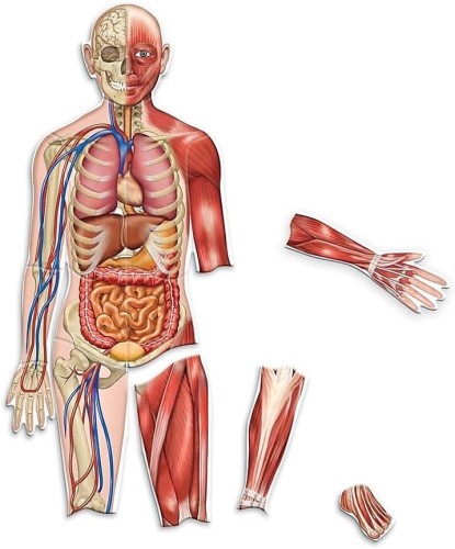 Learning Resources Double-Sided Magnetic Human Body