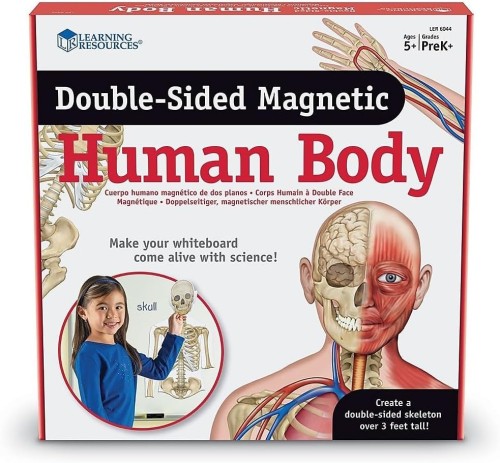 Learning Resources Double-Sided Magnetic Human Body