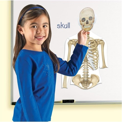 Learning Resources Double-Sided Magnetic Human Body