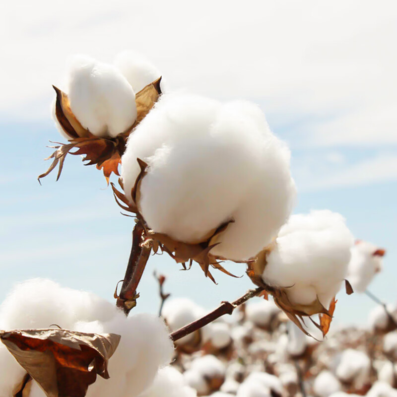 Jingzao, Woody Floral Fiber Quilt, Class A Pure Cotton Fabric, Machine Washable,...